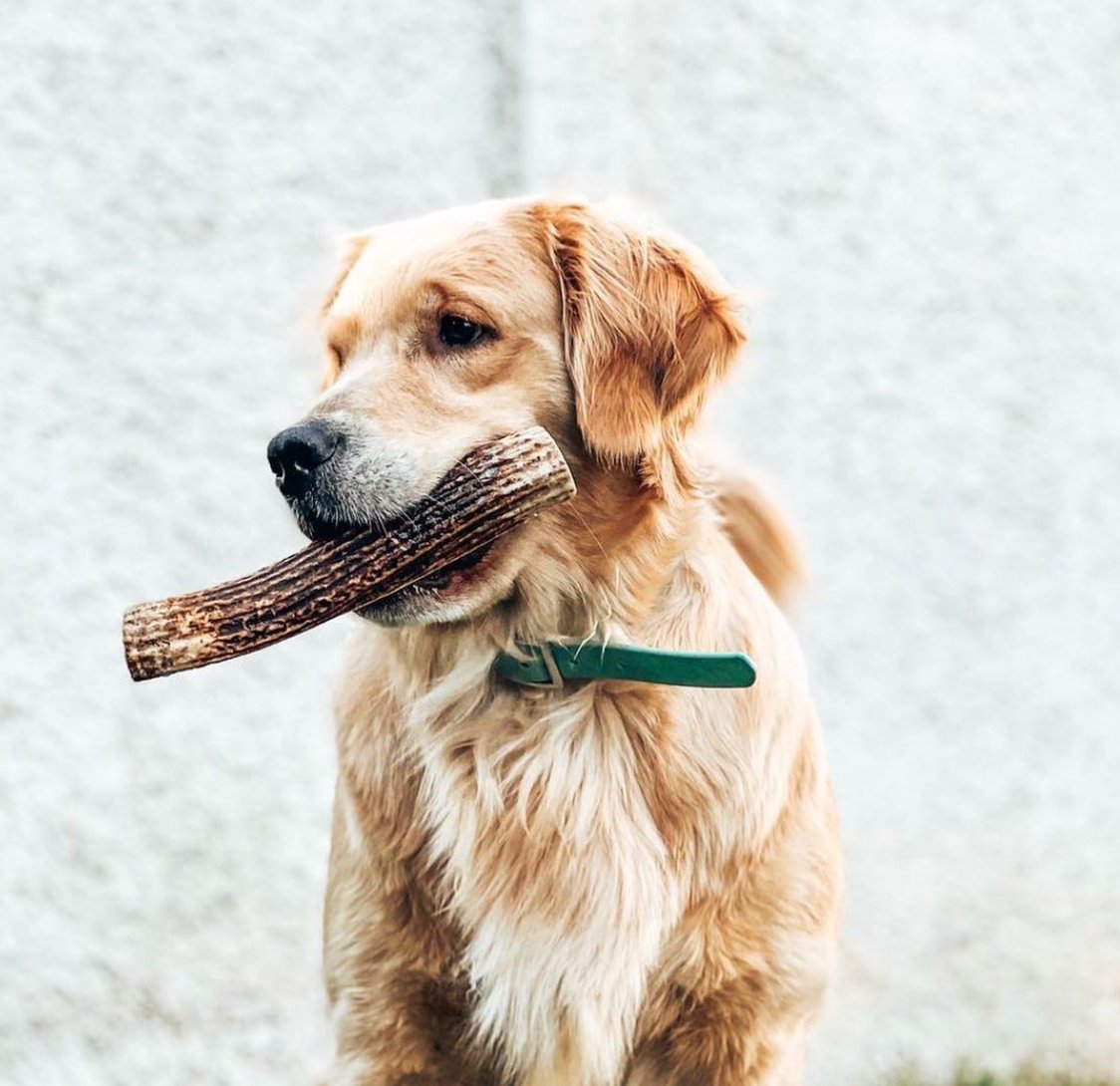 Hueso de Asta de Ciervo · Doggo · Raza Grande - Cornerdog