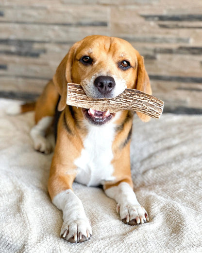 Hueso de Asta de Ciervo · Doggo · Raza Pequeña - Cornerdog